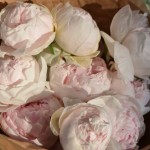 Букет из 11 пионов