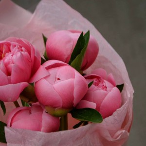 Букет из 5 пионов Salmon