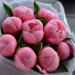 Bouquet of 9 Salmon Peonies