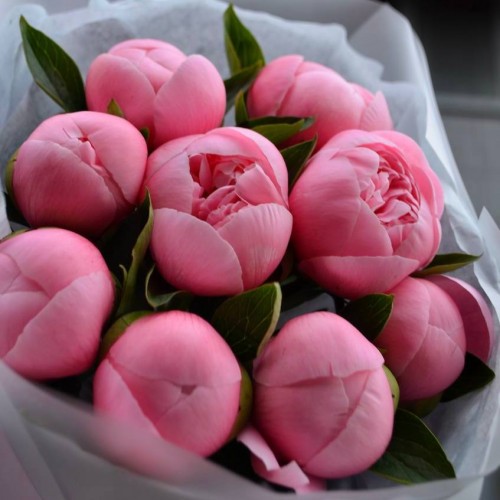 Букет из 9 пионов Salmon