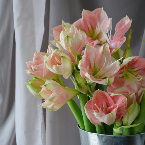 Амариллис / Гиппеаструм