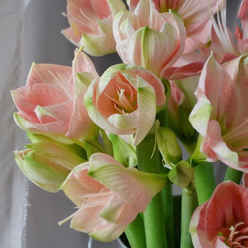 Амариллис / Гиппеаструм