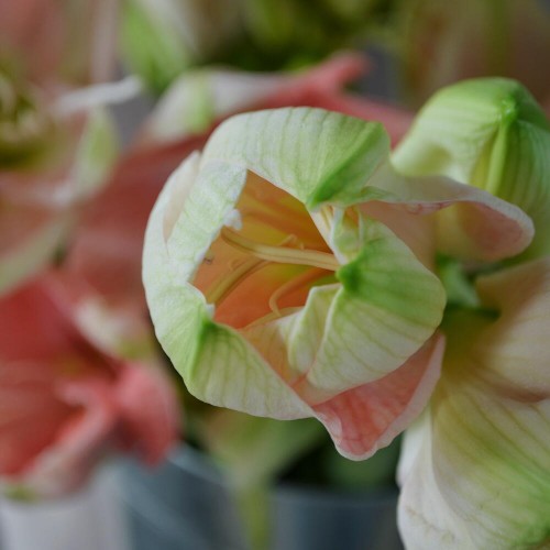 Амариллис / Гиппеаструм