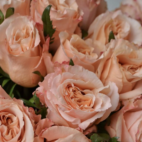 Букет из 21 пионовидной розы Shimmer