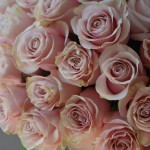Bouquet of 51 Pink Mondial roses