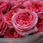 Bouquet of peony roses Candy Expression, M