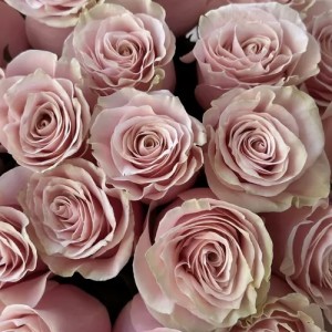 Букет из 25 роз Pink Mondial