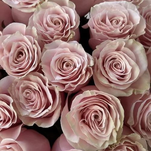 Букет из 25 роз Pink Mondial