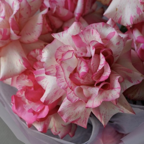 Букет из 7 французских роз Magic