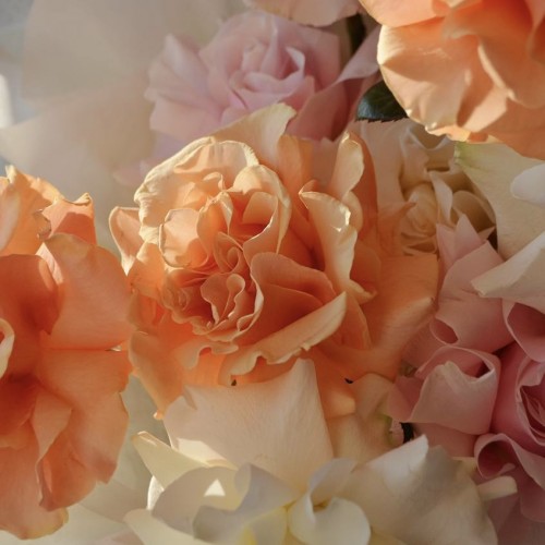 Букет из 9 французских роз микс