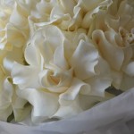 Букет из 11 французских роз белых