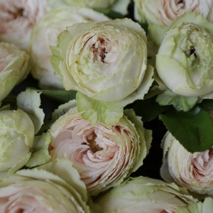 Букет «Крем-брюле»