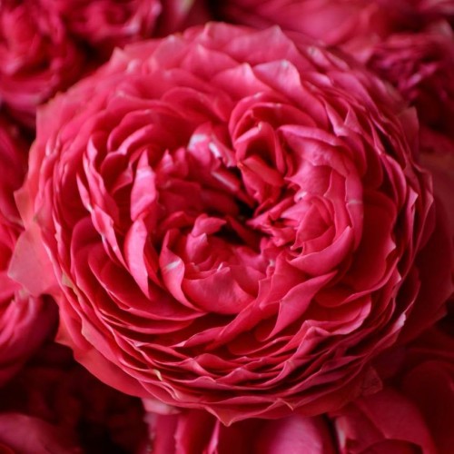 Букет «Берри»