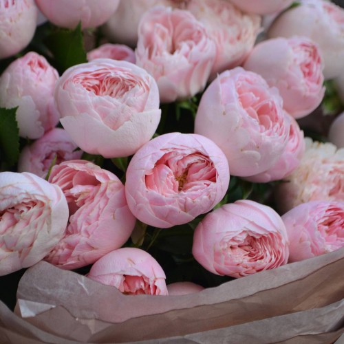 Букет «Пудра»