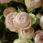 Peony roses Sweet Giselle details – fresh flowers delivery in Minsk