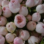 Пышный букет из 31 пионовидной розы сорта Mansfield Park в нежной упаковке – бесплатная доставка по Минску