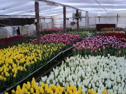 Тюльпаны в Минске